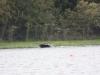 OHBA Hot Boat 2011 (404)